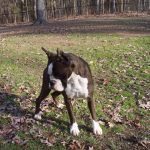 Boxer Dog Named Yola