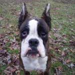 Boxer Dog Named Yola