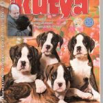Boxer Dog Named Yola