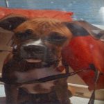 Boxer Dog Named Cash