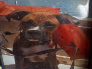 Boxer Dog Named Cash