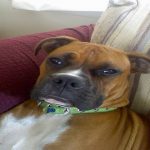 Boxer Dog Named Cash