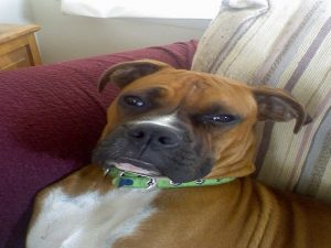 Boxer Dog Named Cash