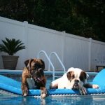 Boxer Digs Dude & Whitey