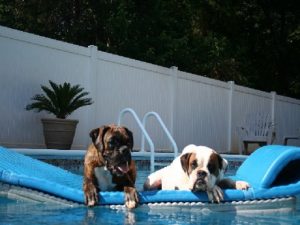 Boxer Digs Dude & Whitey