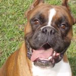 Boxer Dog Named Krékker Dante