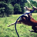 Boxer Dog Named Maximus