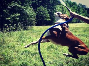 Boxer Dog Named Maximus