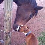 Boxer Dog Named Maximus