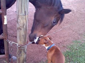Boxer Dog Named Maximus