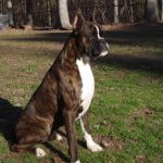 Dog Named Rogue
