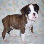 Boxer Dog Named Sage