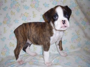 Boxer Dog Named Sage