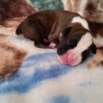 Boxer Puppy Named Jax