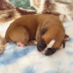 Boxer Puppy Named Coco