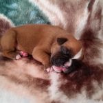 Boxer Puppy Named Jax
