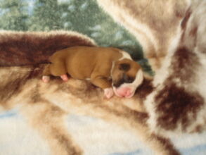 Boxer Puppy Named Nala