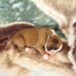 Boxer Puppy Named Nala