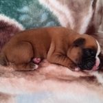 Boxer Puppy Named Trekker
