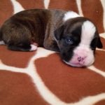 Boxer Puppy Named Jax