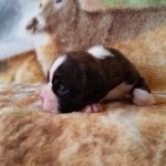 Boxer Puppy Named Jax
