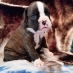 Boxer Puppy Named Jax