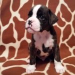 Boxer Puppy Named Jax