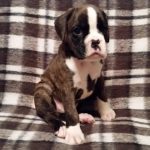 Boxer Puppy Named Jax