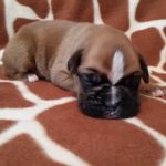Boxer Puppy Named Coco