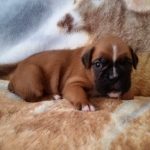 Boxer Puppy Named Coco