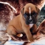 Boxer Puppy Named Coco