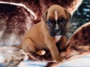 Boxer Puppy Named Coco