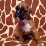 Boxer Puppy Named Coco