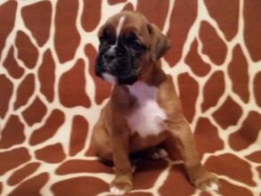 Boxer Puppy Named Coco
