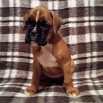 Boxer Puppy Named Coco
