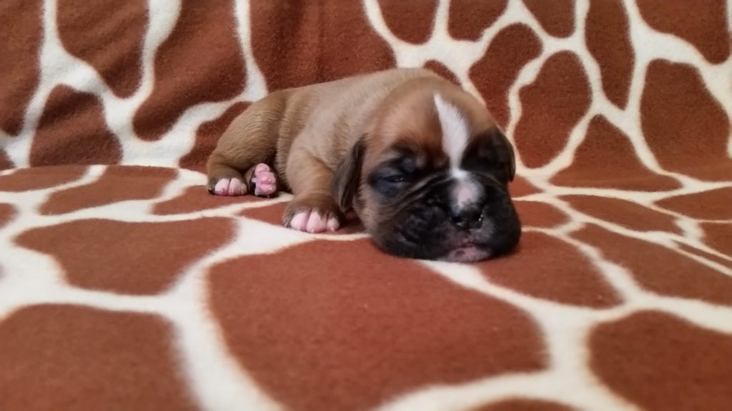 Boxer Puppy Named Jax
