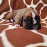 Boxer Puppy Named Jax