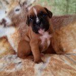 Boxer Puppy Named Jax