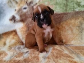 Boxer Puppy Named Jax
