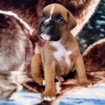 Boxer Dog Named Jax
