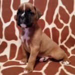 Boxer Puppy Named Jax