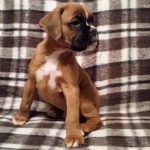 Boxer Puppy Named Jax