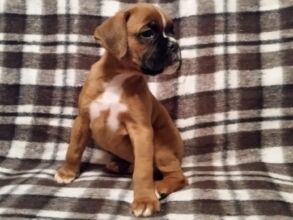 Boxer Puppy Named Jax