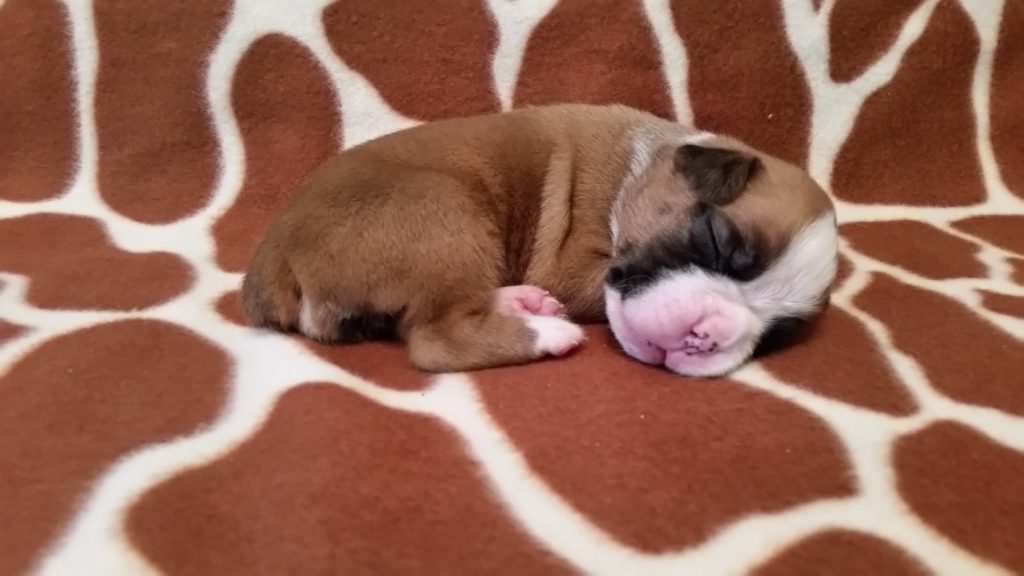 Boxer Puppy Named Nala