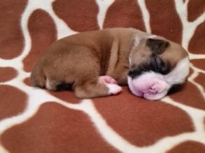 Boxer Puppy Named Nala