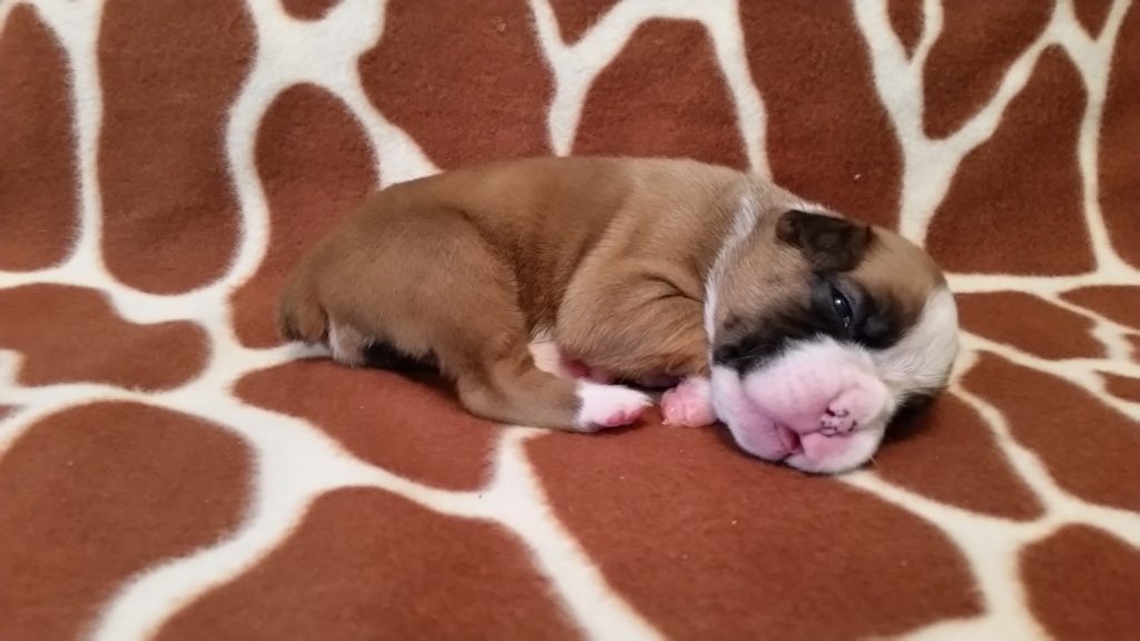 Boxer Puppy Named Nala