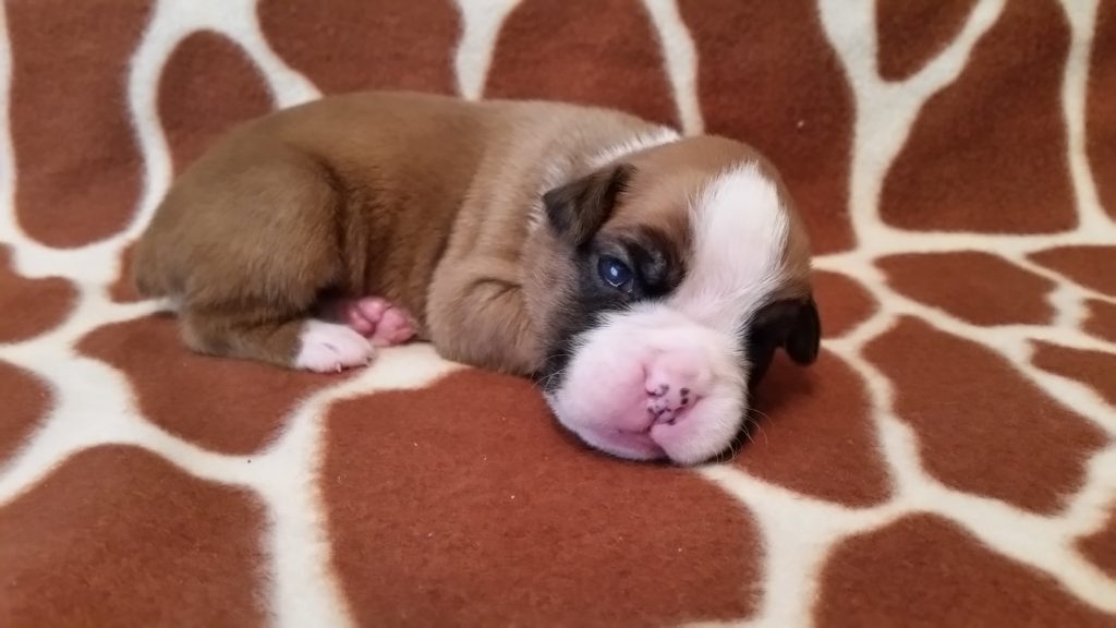 Boxer Puppy Named Nala
