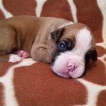 Boxer Puppy Named Nala