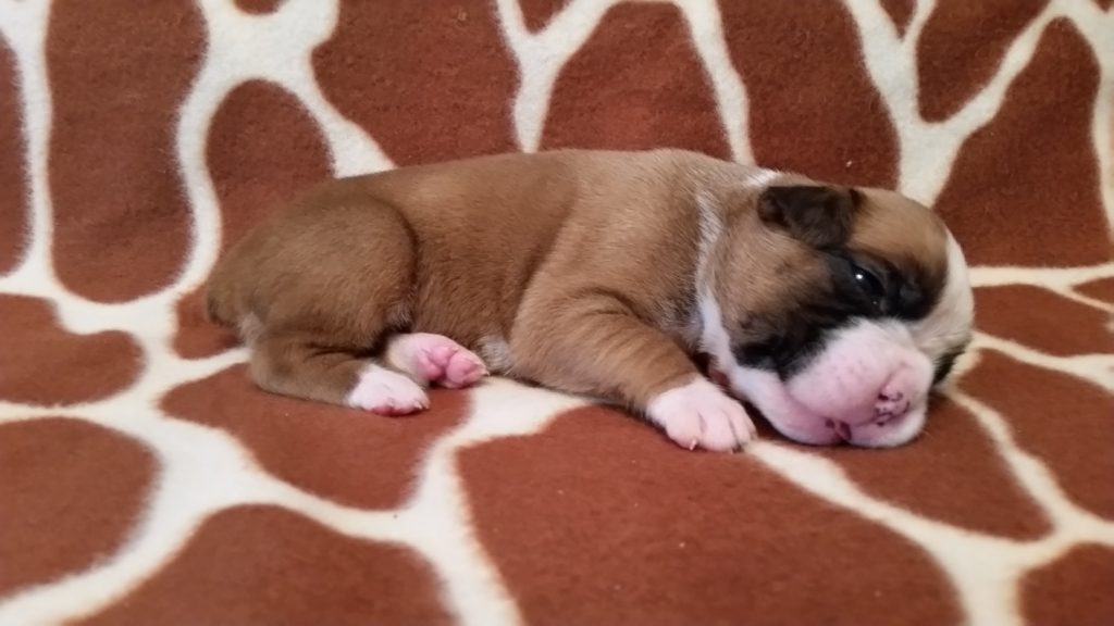 Boxer Puppy Named Nala