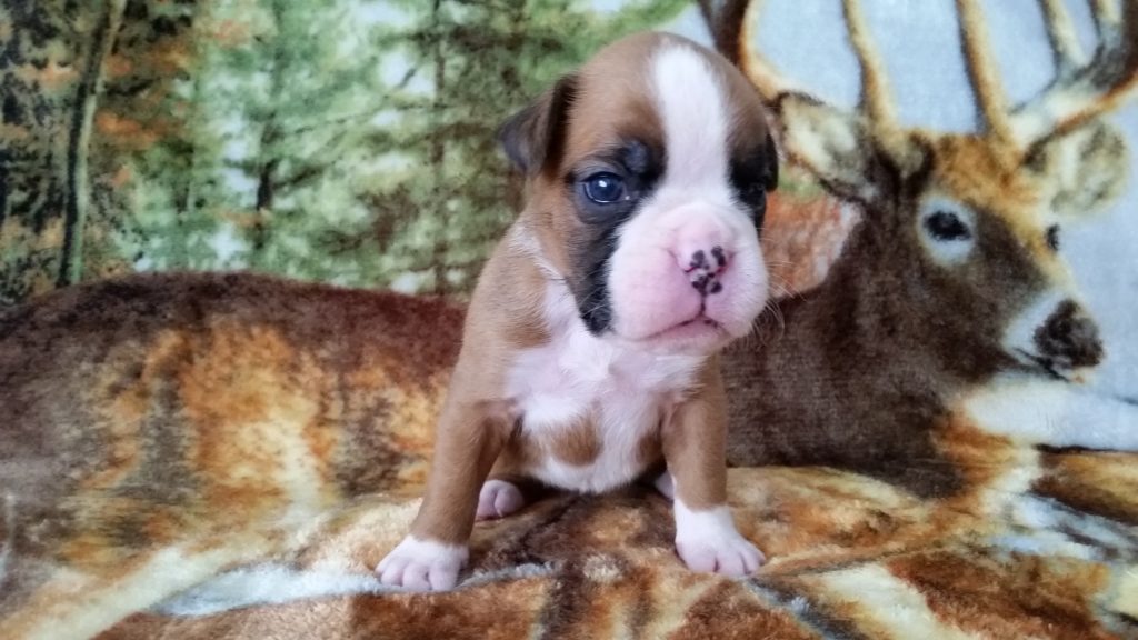 Boxer Puppy Named Nala